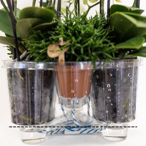 Oranje Plantenset in Reed Basket inclusief waterreservoir