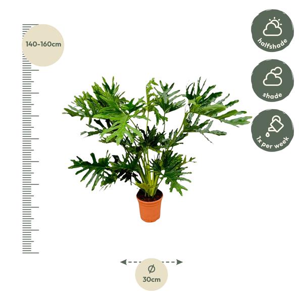 Philodendron Selloum - 130 cm - Ø24