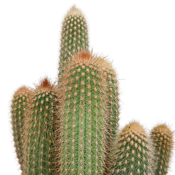 Vatricania guentheri 17 cm - zonder pot
