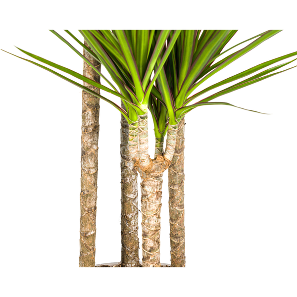 Dracaena Marginata Green zonder pot