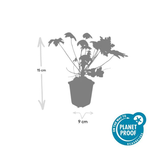 Geranium macr. &