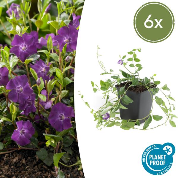 Vinca minor &