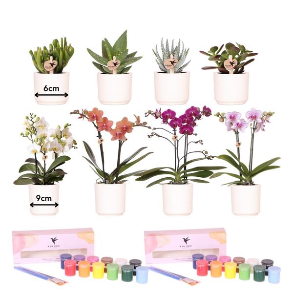 Verfpakket Orchideeën voor het schilderen van bloempotten