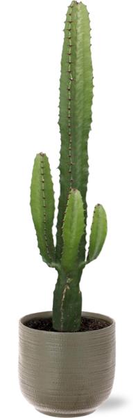 Euphorbia Acrurensis - Ø17cm - ↕50cm + Aresso Pot D18x16,5cm - Grijs Groen