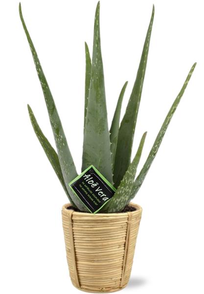 Aloe Vera - Ø14cm - ↕45cm + Bibek Pot D15x15cm - Naturel