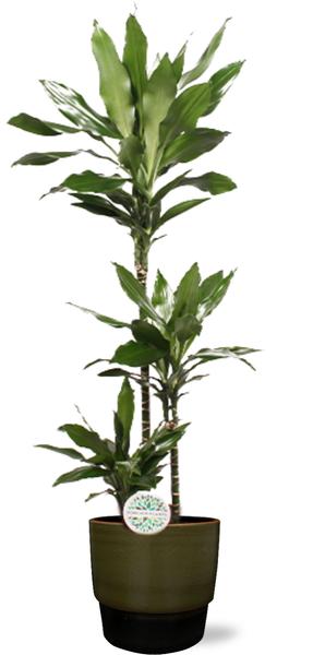 Dracaena Janet Lind - Ø24cm - ↕130cm + Erik Pot D26x23cm - Donker Groen