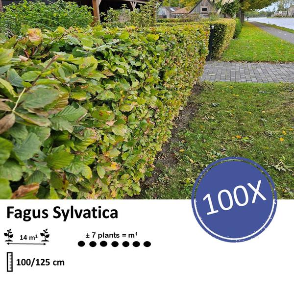 Fagus sylvatica - Blote wortel - 100/125 - 100x