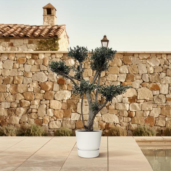 Olea Europaea Pompon – 210 cm – Ø80