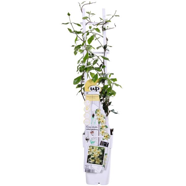 Trachelospermum &