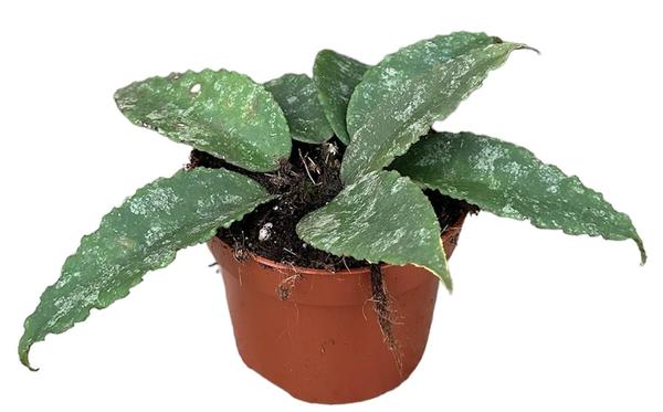 Hoya Caudata - Ø10,5cm - ↕10cm
