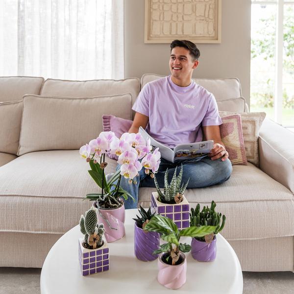 Paarse phalaenopsis orchidee El Salvador met sierpot lila