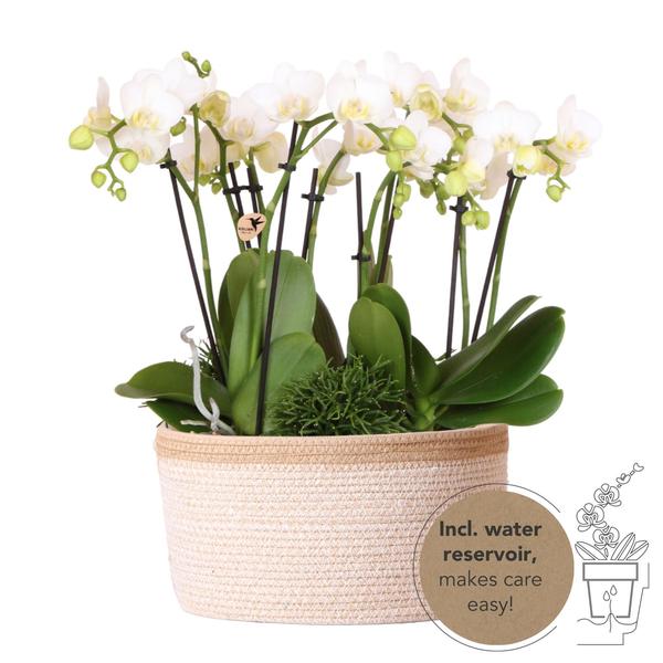 Witte Orchideeën Amabilis 3x inclusief Waterreservoir