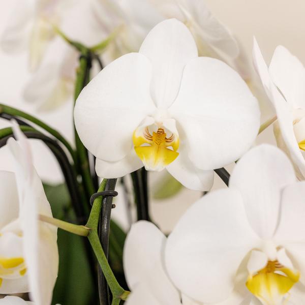 Witte Orchideeënset in Reed Basket inclusief Waterreservoir