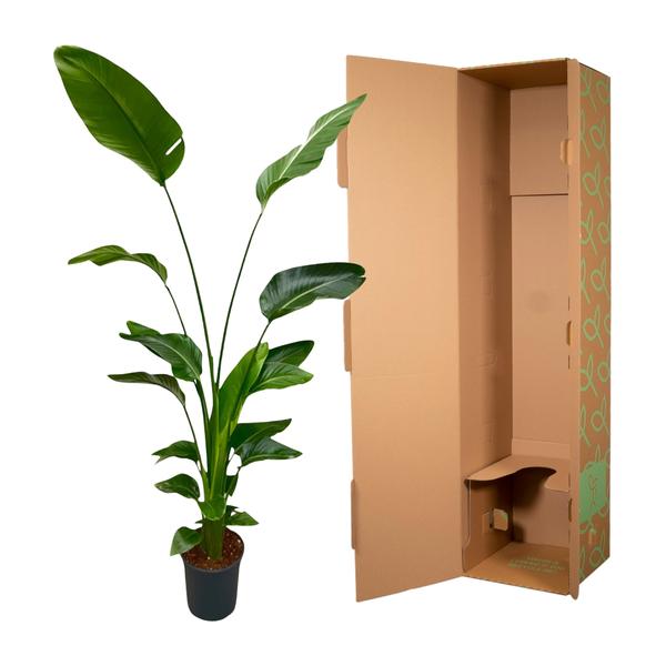 Strelitzia Nicolai - 180 cm - ⌀24