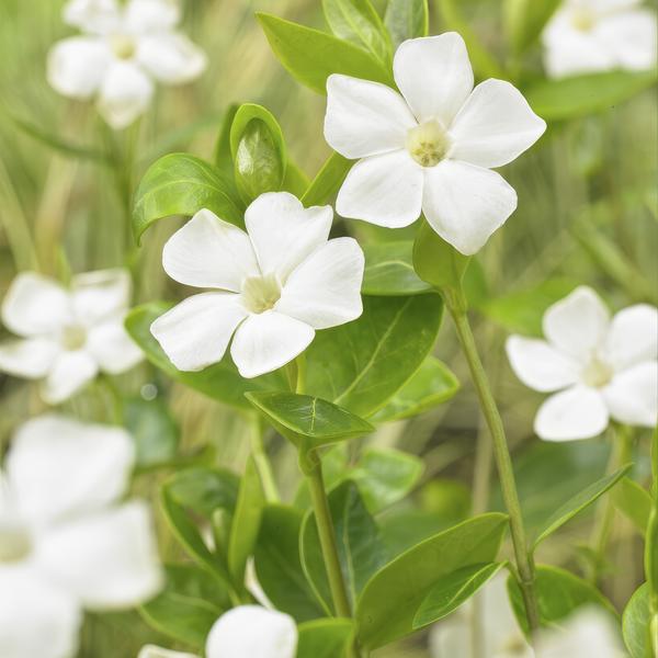 Vinca minor &