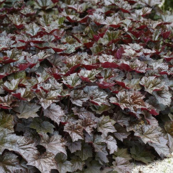 Heuchera mic. &