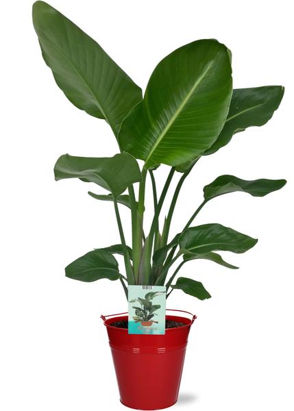 Strelitzia Nicolai - Ø19cm - ↕90cm + Emmer D20x18,5cm - Rood