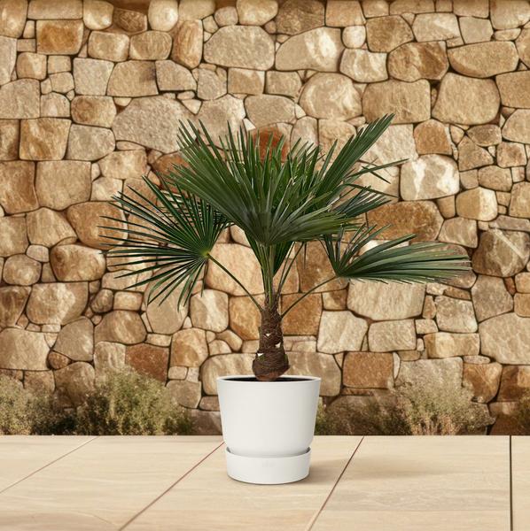 Trachycarpus – 100 cm – Ø21