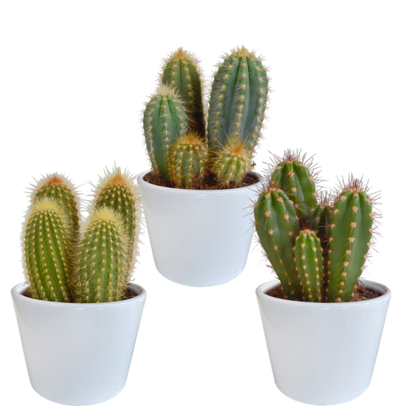 Cereus mix 10,5cm - 3x - in witte pot