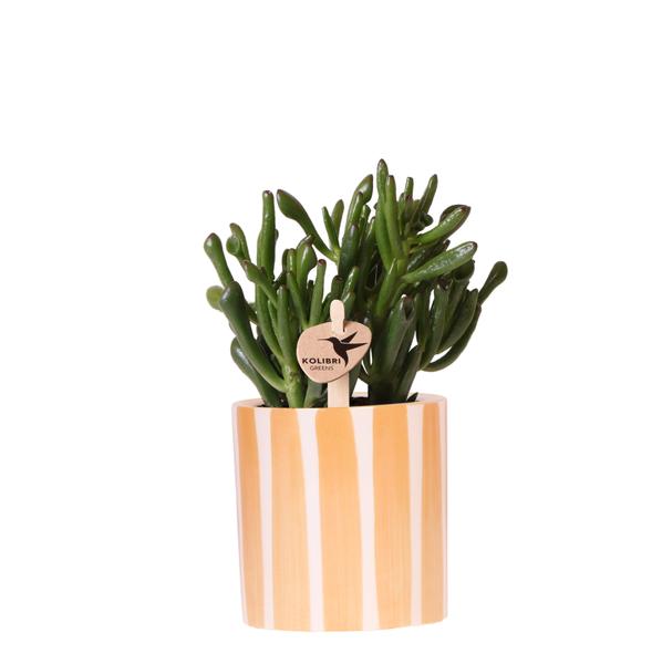 Crassula Hobbit met de Painted Stripe sierpot