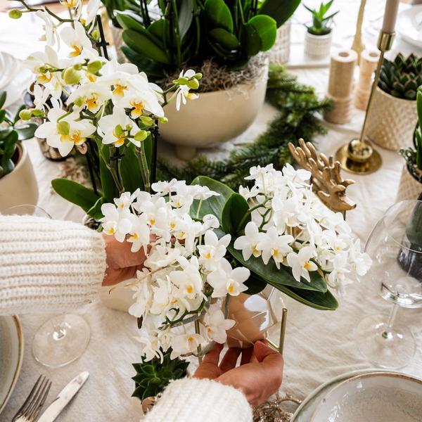Witte Orchidee Nazaré met Pearl sierpot