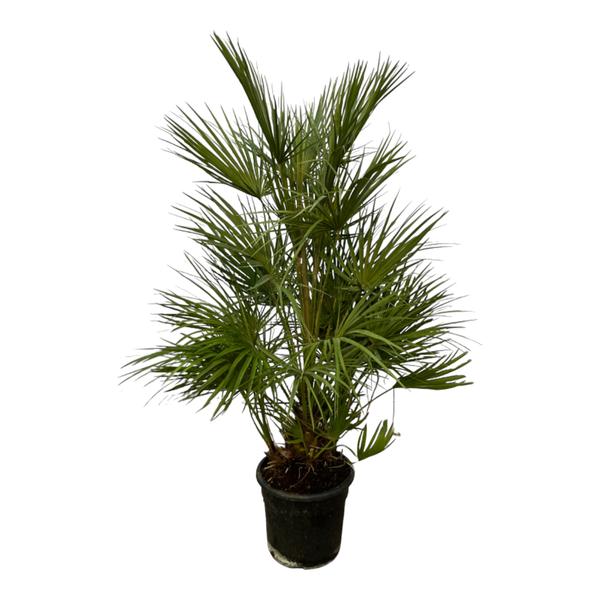 Arecaceae - Chamaerops Humilis struik