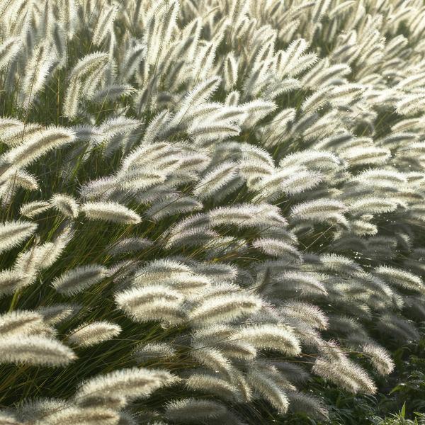 Pennisetum alopecuroides &