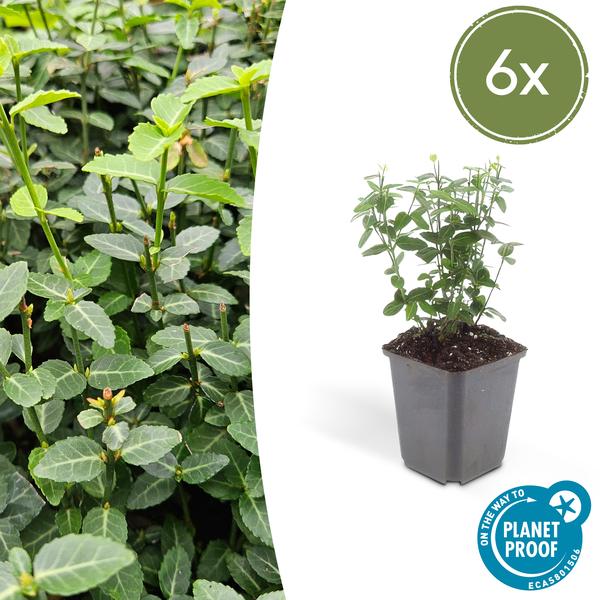 Euonymus fortunei radicans - ↕10-25cm - Ø9cm - 6x