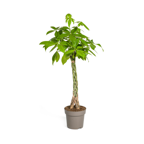 Pachira Aquatica zonder pot