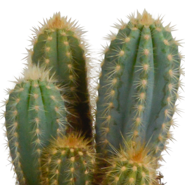 Cereus mix 10,5cm - 3x - in witte pot
