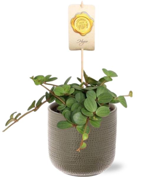 Peperomia Hope - Ø12cm - ↕15cm + Aresso Pot D13x12,5cm - Grijs Groen