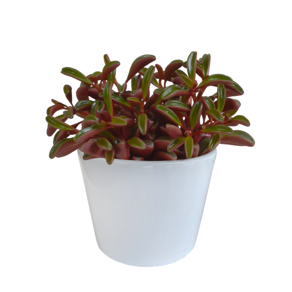 Peperomia graveolens - in witte pot