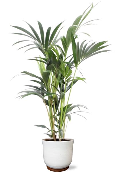Howea Forsteriana 5 Pit - Ø21cm - ↕100cm + Jayla Pot D22x20cm - Wit