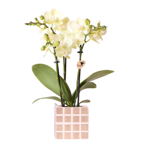 Gele phalaenopsis orchidee Mexico met sierpot
