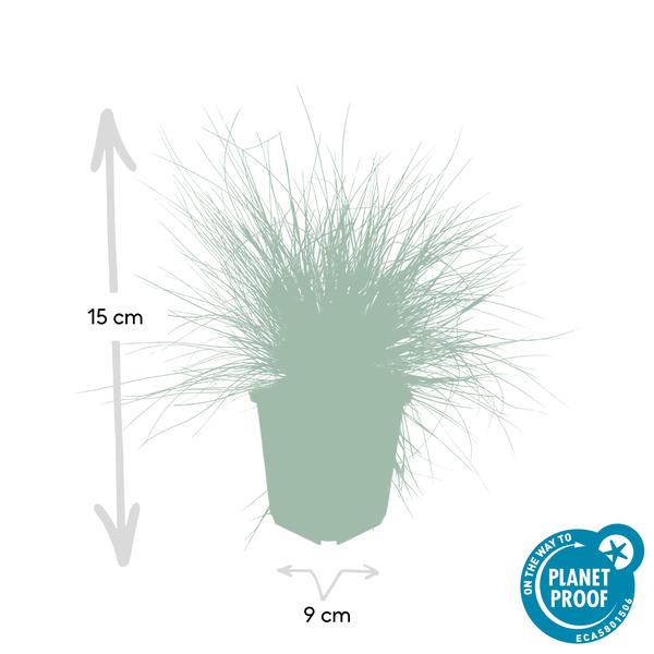 Festuca glauca &
