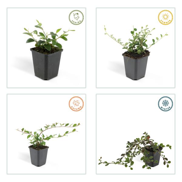 Cotoneaster dammeri - ↕10-25cm - Ø9cm - 6x
