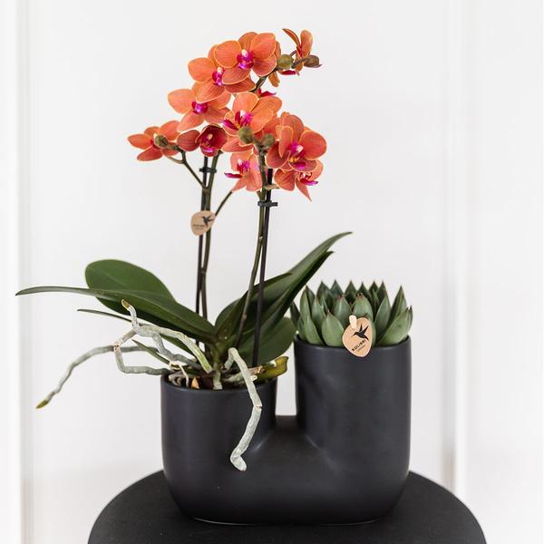 Oranje Orchidee Bolzano & Succulent in Tube sierpot black