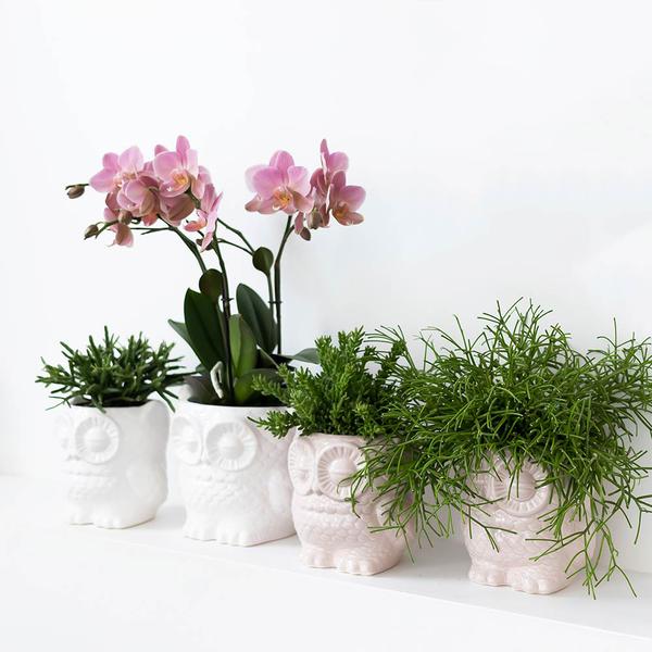 Owl bloempot witte keramieken sierpot