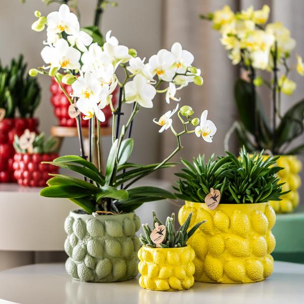 Citrus pot groen 9 cm