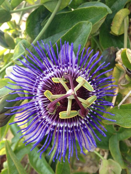 Passiflora Paars &