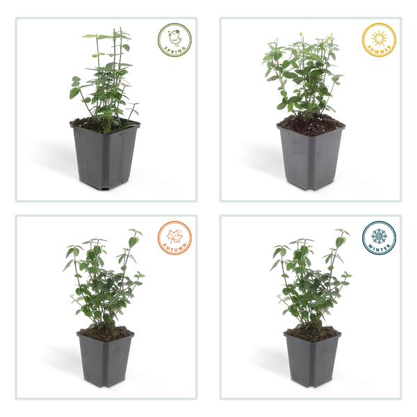 Euonymus fortunei radicans - ↕10-25cm - Ø9cm - 6x