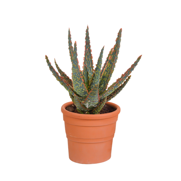 Aloë zebrina Dannyz 10,5cm - in terracotta pot