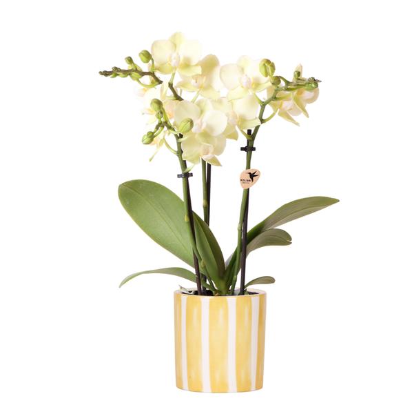 Gele phalaenopsis orchidee Mexico met sierpot