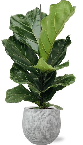 Ficus Lyrata - Ø17cm - ↕75cm + Ryan Pot D18x16cm - Wit