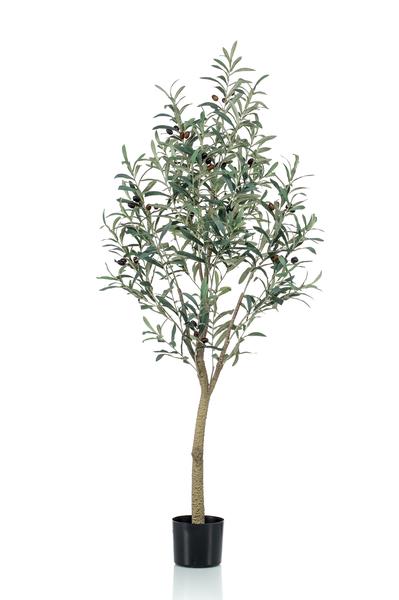 Olea europaea - Olijfboom - 140 cm