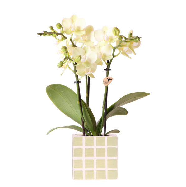 Gele phalaenopsis orchidee Mexico met sierpot