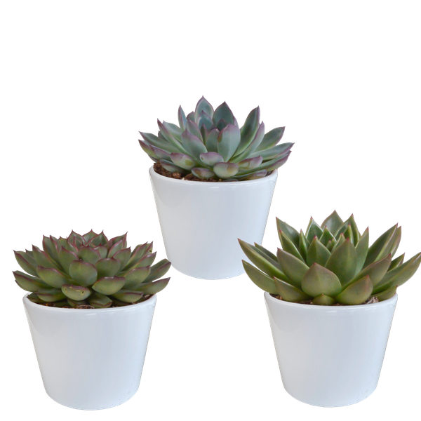 Echeveria mix 10.5 cm - 3x - in witte pot