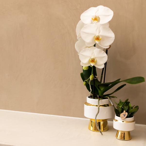 Le chic bloempot witte keramieken sierpot met gouden details 6 cm