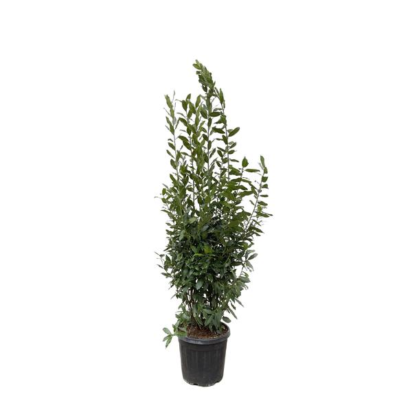 Lauraceae - Laurus Nobilis struik
