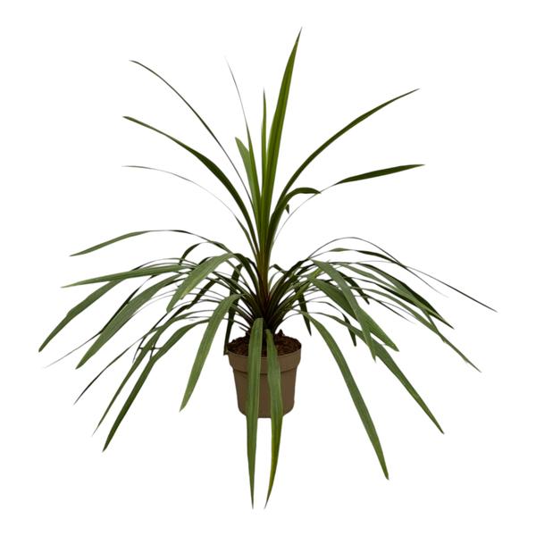 Asparagaceae - Cordyline Peko